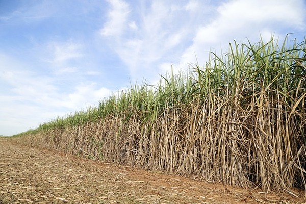 Patentes de productos agroindustriales: El caso de la panela