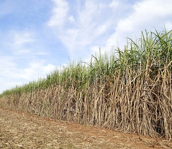 Patentes de productos agroindustriales: El caso de la panela